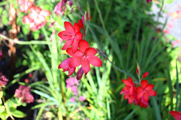 Red flowers Hesperantha coccinea, the river lily blooming in a garden in Scotland, UK