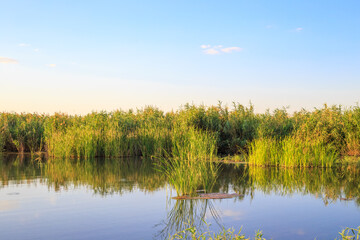 Summer sunny landscape. Blue lake with reeds and blue sky