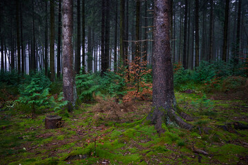Forest foliage, Hoge Venen, België