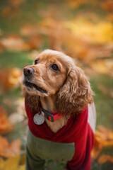 cocker spaniel looking up orange leaves all around

