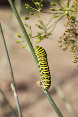 Green caterpillar Papilio machaon crawling on a dill umbel