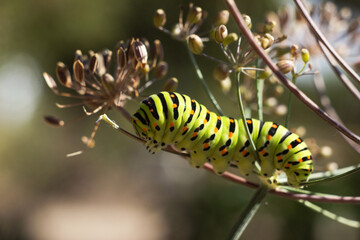 Green caterpillar Papilio machaon crawling on a dill umbel