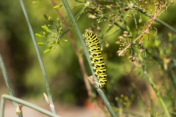 Green caterpillar Papilio machaon crawling on a dill umbel