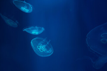 There are a lot of jellyfish in the water. The underwater world in the aquarium