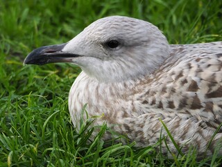 Möwe (Larinae) an der Nordsee