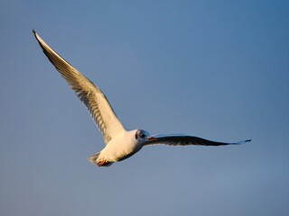Fliegende Möwe (Larinae) an der niederländischen Nordsee