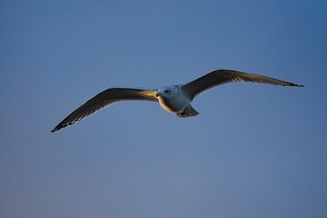 Fliegende Möwe (Larinae) an der niederländischen Nordsee