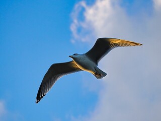 Fliegende Möwe (Larinae) an der niederländischen Nordsee