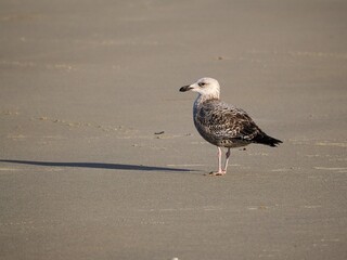 Möwe (Larinae) an der Nordsee