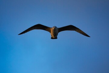 Fliegende Möwe (Larinae) an der niederländischen Nordsee