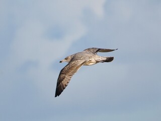 Fliegende Möwe (Larinae) an der niederländischen Nordsee