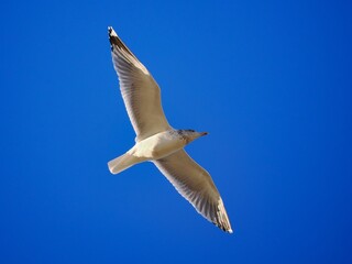 Fliegende Möwe (Larinae) an der niederländischen Nordsee