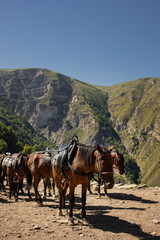 A herd of saddled horses descends the mountain path. mountain landscape.