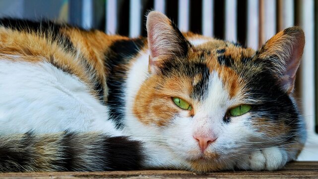 Wonderful Calico cat laying outdoor on wooden surface 