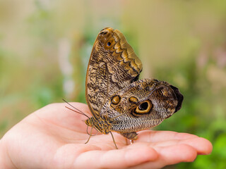 Fototapeta premium Close-up Giant tropical owl butterfly Caligo Eurilochus sits on the palm of a person's hand, very large butterfly. The world of insects. Human communication with nature