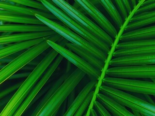 Close up of the natural texture of a vibrant green palm leaf in a tropical setting, nature, botany
