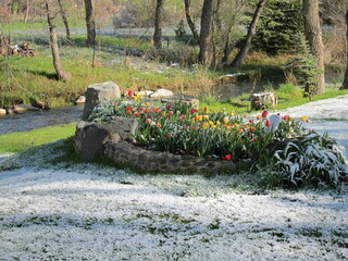Spring Snow and Tulips, Boulder, Colorado