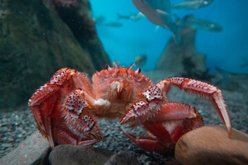 The red hairy crab moves its paws. Underwater life, oceanarium
