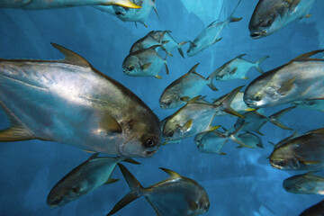 Obraz premium Beautiful fish in close-up, wildlife. The underwater world in the aquarium