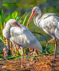 Male and Female American White Ibis, building nest