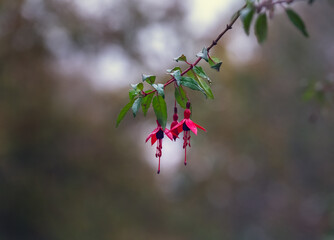 Fushia pink and purple flowers  on a branch in autumn