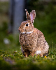 A rabbit is sitting in the grass, looking at the camera