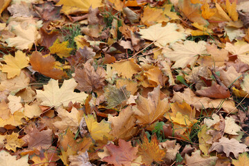 Fallen autumn leaves on the grass in the park. Yellow fallen leaves on the ground. Autumn background, selective focus. Fallen autumn leaves form the ground cover on the lawn in the park