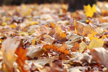 Fallen autumn leaves on the grass in the park. Yellow fallen leaves on the ground. Autumn background, selective focus. Fallen autumn leaves form the ground cover on the lawn in the park