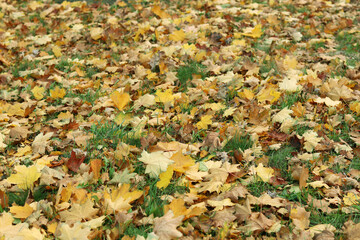 Fallen autumn leaves on the grass in the park. Yellow fallen leaves on the ground. Autumn background, selective focus. Fallen autumn leaves form the ground cover on the lawn in the park