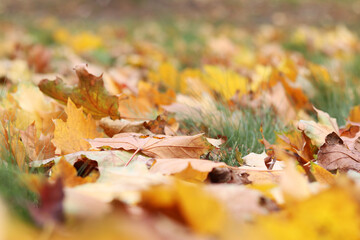 Fallen autumn leaves on the grass in the park. Yellow fallen leaves on the ground. Autumn background, selective focus. Fallen autumn leaves form the ground cover on the lawn in the park
