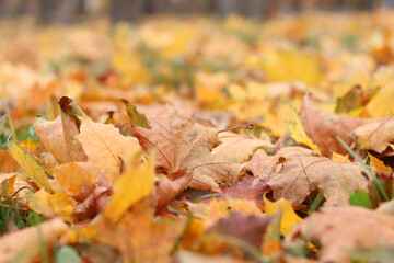 Fallen autumn leaves on the grass in the park. Yellow fallen leaves on the ground. Autumn background, selective focus. Fallen autumn leaves form the ground cover on the lawn in the park