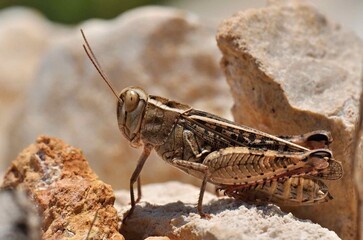 This beautiful locust was dwelling at the hot Mediterranean rock
