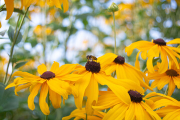 Bee pollinating daisies