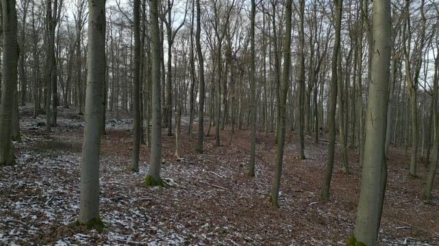 Mit der Drohne durch den herbstlichen und winterlichen Wald (Vorw&auml;rtsbewegung)