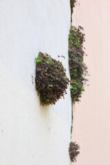 Plants Growing from a Wall in Lisbon, Portugal