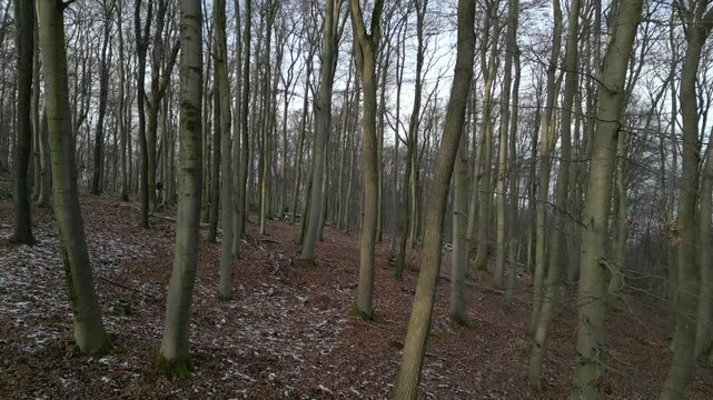 Mit der Drohne durch den herbstlichen und winterlichen Wald (R&uuml;ckw&auml;rtsbewegung)