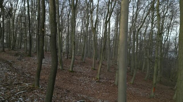 Mit der Drohne durch den herbstlichen und winterlichen Wald (Vorw&auml;rtsbewegung)
