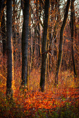 Golden sunrise in the autumn forest,leaves on the ground,landscape with trees, golden and orange colors, sunlights through the trees.Branches without leaves,golden forest, autumn season . 