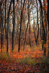 Golden sunrise in the autumn forest,leaves on the ground,landscape with trees, golden and orange colors, sunlights through the trees.Branches without leaves,golden forest, autumn season . 