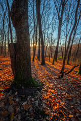 Golden sunrise in the autumn forest,leaves on the ground,landscape with trees, golden and orange colors, sunlights through the trees.Branches without leaves,golden forest, autumn season . 