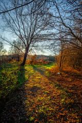 Fototapeta premium Landscape in the forest with sunlights through the trees ,autumn morning in the woodlands,colorful naure.Autumn season , old fallen trees , branches without leaves,yellow and golden colors in forest