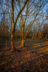 Fototapeta premium Landscape in the forest with sunlights through the trees ,autumn morning in the woodlands,colorful naure.Autumn season , old fallen trees , branches without leaves,yellow and golden colors in forest
