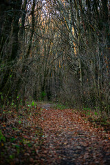 Fototapeta premium Autumn trees in the forest , sunlights through the branches,morning in the woodlands,autumn season.Landscape with woods,branches and sun,fall colors on the picture,morning in forest