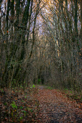 Autumn trees in the forest , sunlights through the branches,morning in the woodlands,autumn season.Landscape with woods,branches and sun,fall colors on the picture,morning in forest