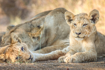 Two lion cubs in Kruger Nationalpark, South Africa