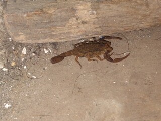 crab on the beach