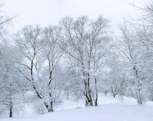 A beautiful winter landscape with tall trees decorated with snow.