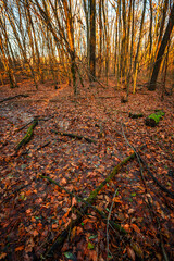 A little river in the forest,autumn morning and woodlands, water in the beautiful fall forest.Landscape photography on wideangle lense.Colorful autumn , reflection on water.Sunlight through the trees 