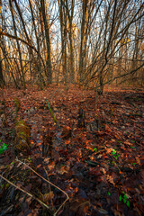 A little river in the forest,autumn morning and woodlands, water in the beautiful fall...