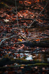 A little river in the forest,autumn morning and woodlands, water in the beautiful fall forest.Landscape photography on wideangle lense.Colorful autumn , reflection on water.Sunlight through the trees 